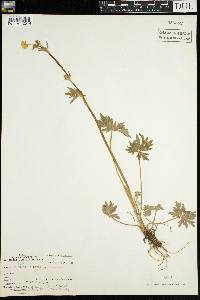 Ranunculus acris image