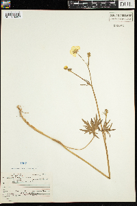 Ranunculus acris image
