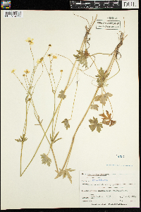 Ranunculus acris image