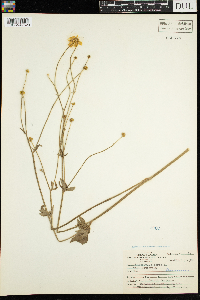 Ranunculus acris image