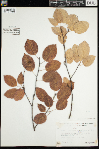 Amelanchier arborea image