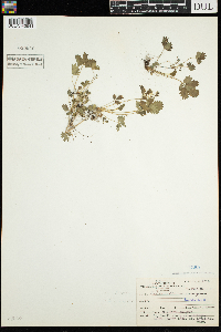 Potentilla hippiana image