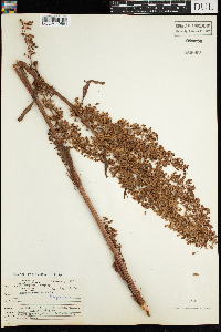 Rumex britannica image