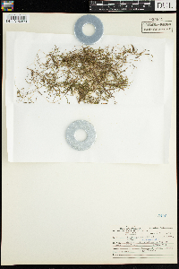 Potamogeton obtusifolius image