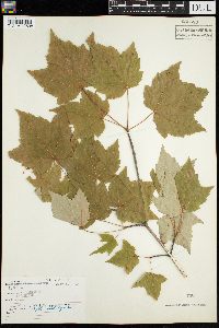 Acer rubrum image