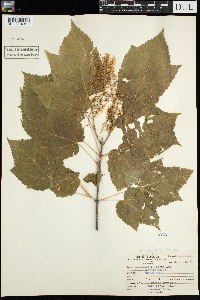 Acer spicatum image