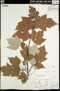 Acer rubrum image