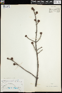 Acer saccharum image