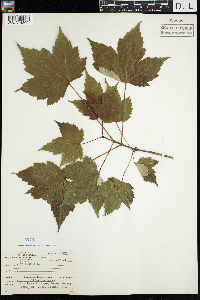 Acer rubrum image
