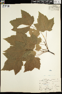 Acer rubrum image