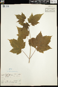 Acer rubrum image