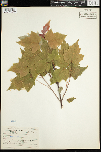 Acer rubrum image