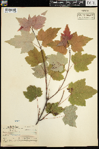 Acer rubrum image