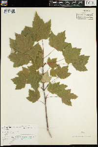 Acer rubrum image