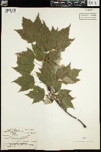 Acer rubrum image