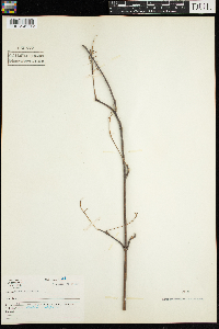Acer spicatum image
