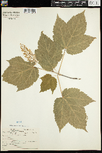 Acer spicatum image
