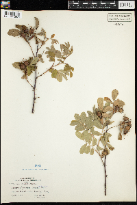Rosa woodsii image