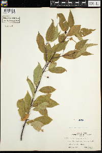 Prunus pensylvanica image