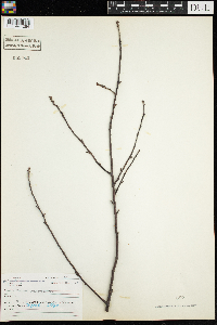 Prunus pensylvanica image