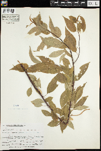 Prunus pensylvanica image