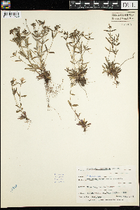 Houstonia longifolia image