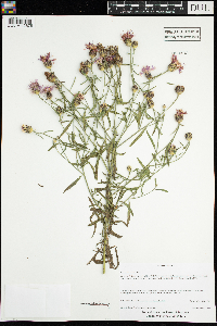 Centaurea nigrescens image