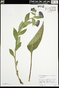 Pulmonaria montana image
