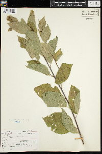 Prunus pensylvanica image