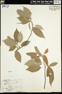 Prunus pensylvanica image