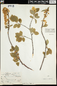 Prunus pensylvanica image