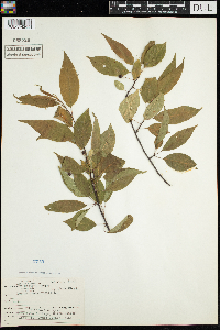 Prunus pensylvanica image