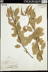 Prunus pensylvanica image