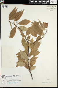 Prunus pensylvanica image