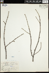 Prunus pensylvanica image