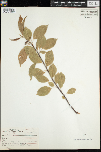 Prunus pensylvanica image