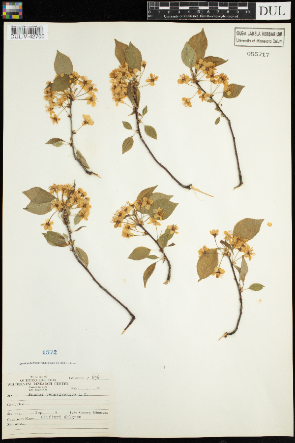 Prunus pensylvanica image