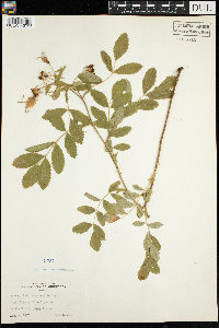 Rosa arkansana image