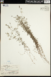 Galium trifidum image