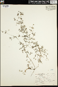 Galium trifidum image