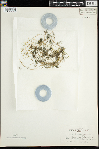 Ranunculus aquatilis image