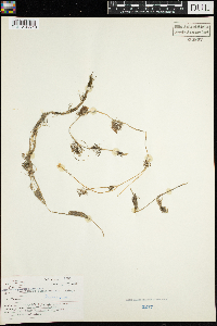 Ranunculus aquatilis image
