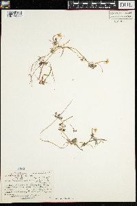 Ranunculus aquatilis image
