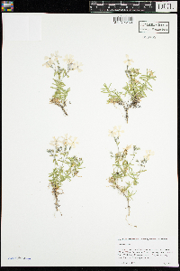 Phlox subulata image