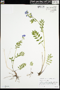 Polemonium reptans image
