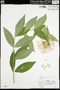 Phlox paniculata image