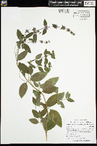 Mentha x gracilis image