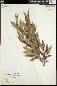 Salix lucida image