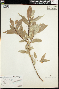 Salix lucida image