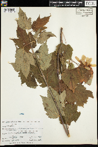 Acer spicatum image